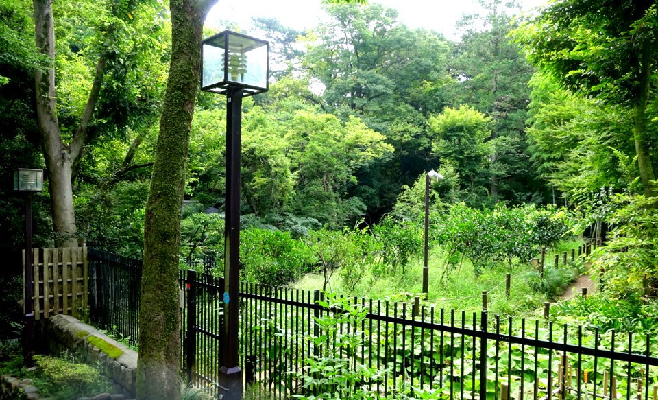 Todoroki Japanese Gardens - Tokyo, Japan - DSC09508