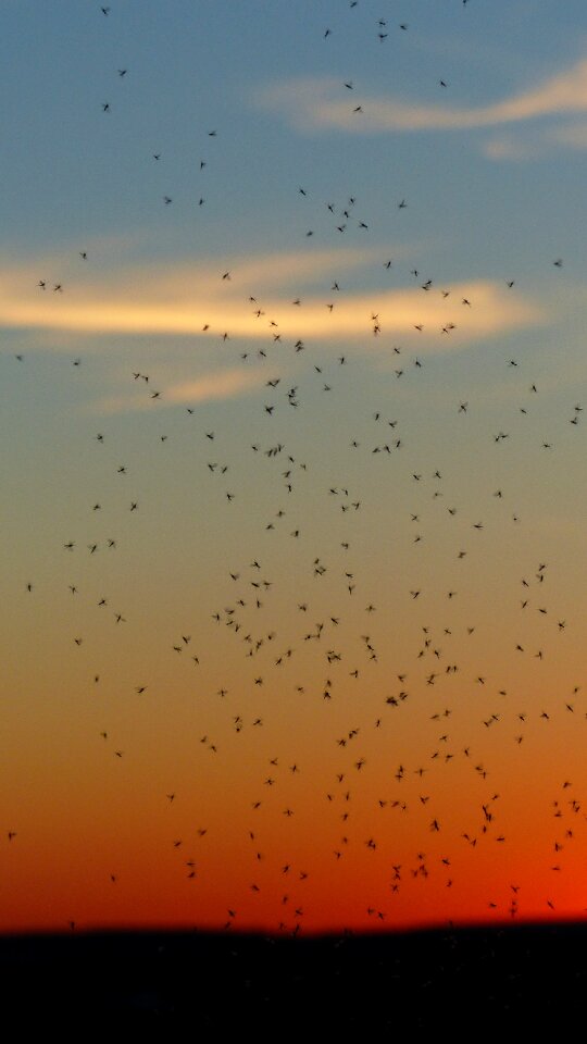 Fliegenschwarm backlighting insect