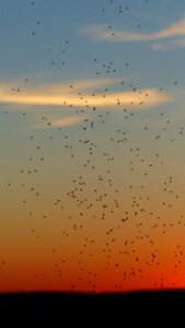Fliegenschwarm backlighting insect photo