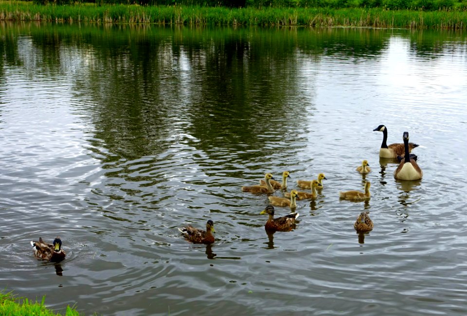 Tixall Wide - Great Haywood, Staffordshire, England - DSC09880