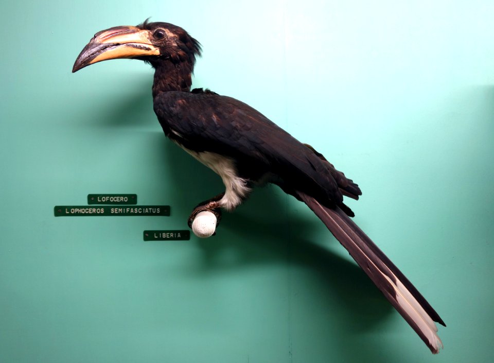 Tockus fasciatus semifasciatus (Lophoceros semifasciatus) - Museo Civico di Storia Naturale Giacomo Doria - Genoa, Italy - DSC03124