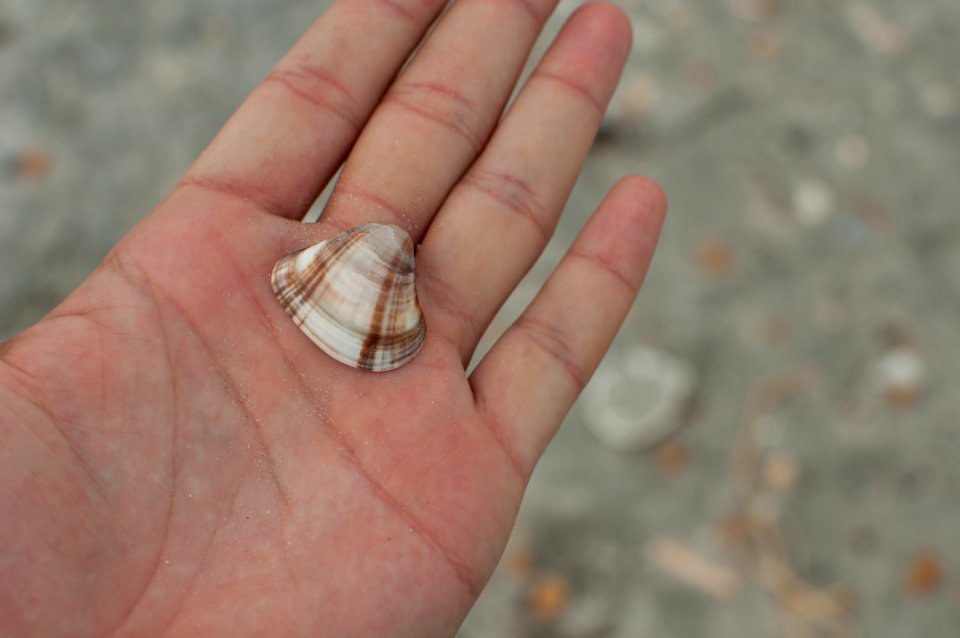 Tivela mactroides in Margarita Island