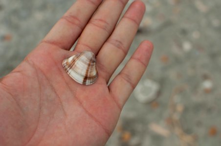 Tivela mactroides in Margarita Island
