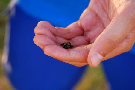 Toad in Hand photo