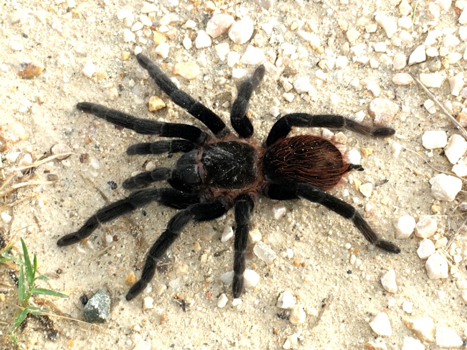 Tliltocatl vagans 105441150
