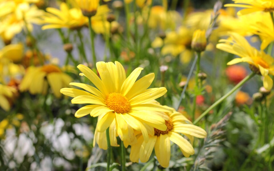 Colorful summer blossom