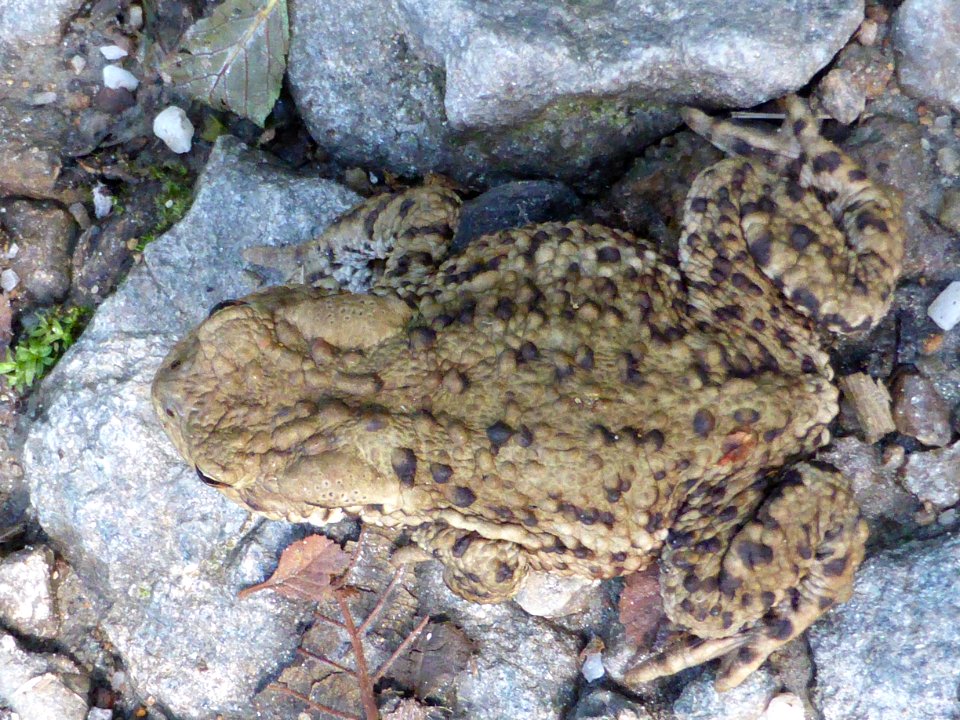 Toad-5-Top