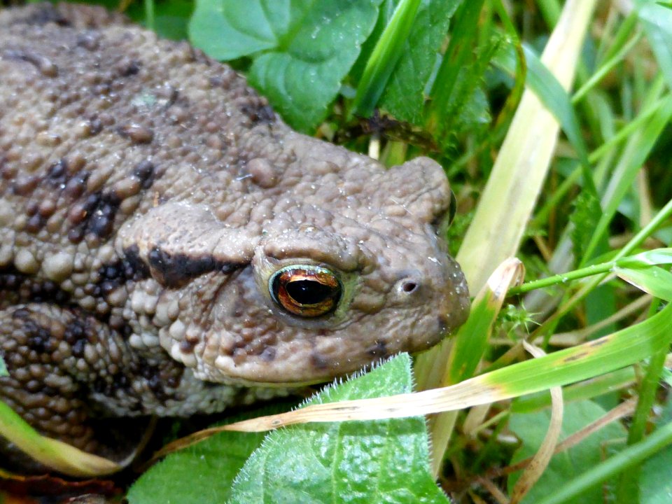 Toad-3