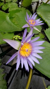 Flora water plants
