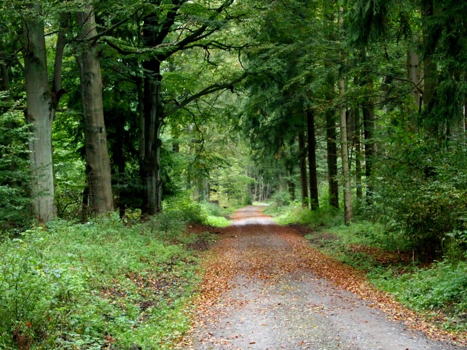 Todtenrode Wald Weg (2)
