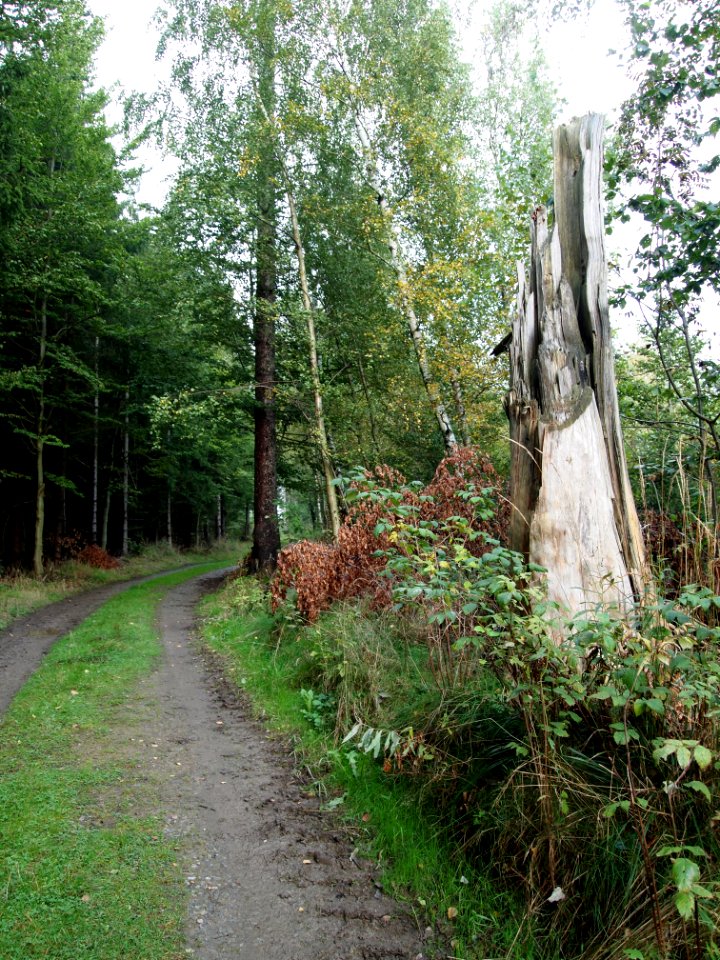Todtenrode Boeser Kleef (11)