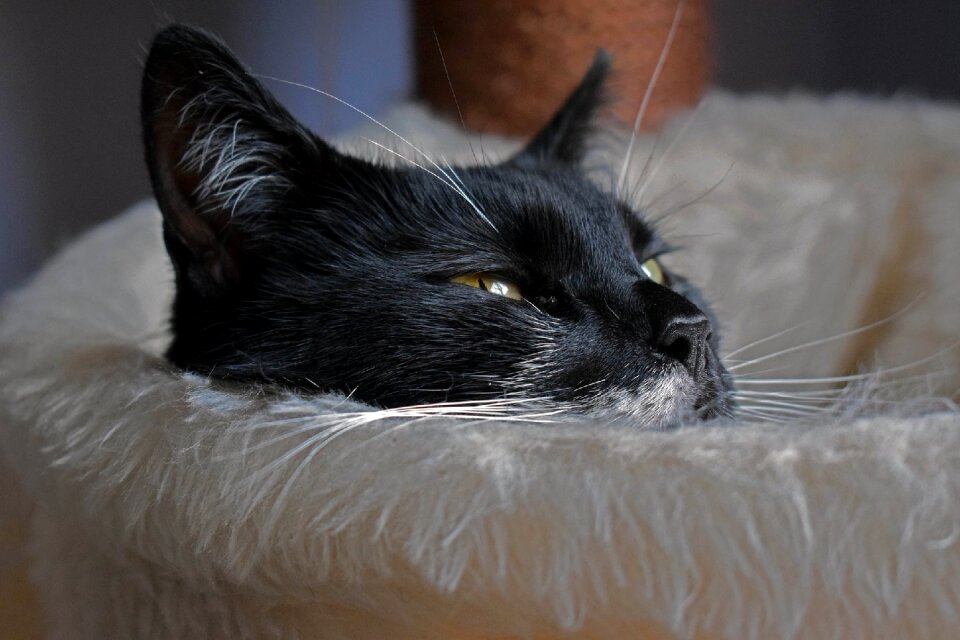 Cat pet black and white cat