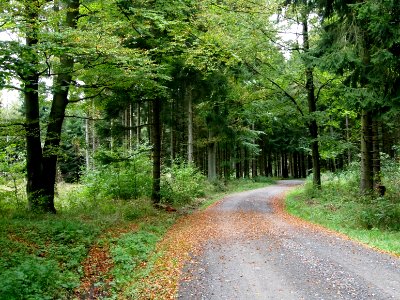 Todtenrode Wald Weg (4) photo