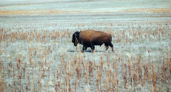 Animal bison wildlife