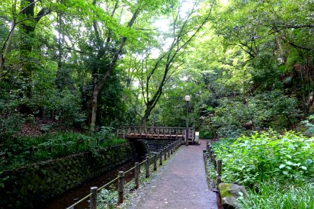 Todoroki Valley - Tokyo, Japan - DSC09464