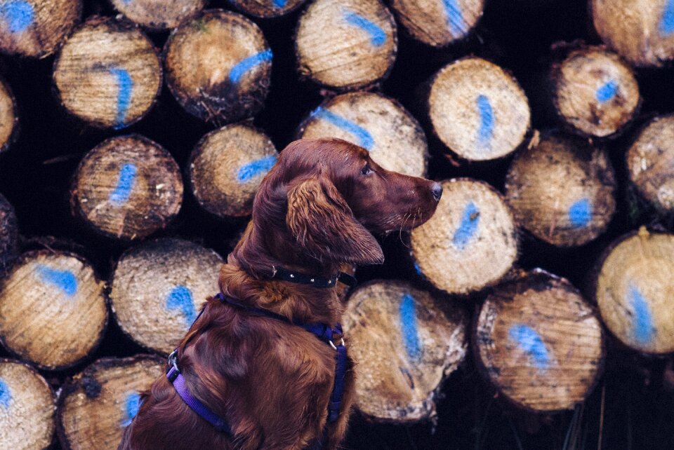 Watchful sit retriever