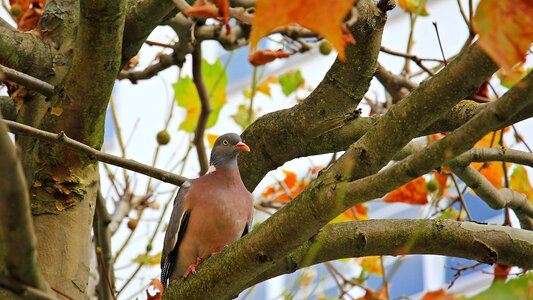 Dove fall leaves leaves photo