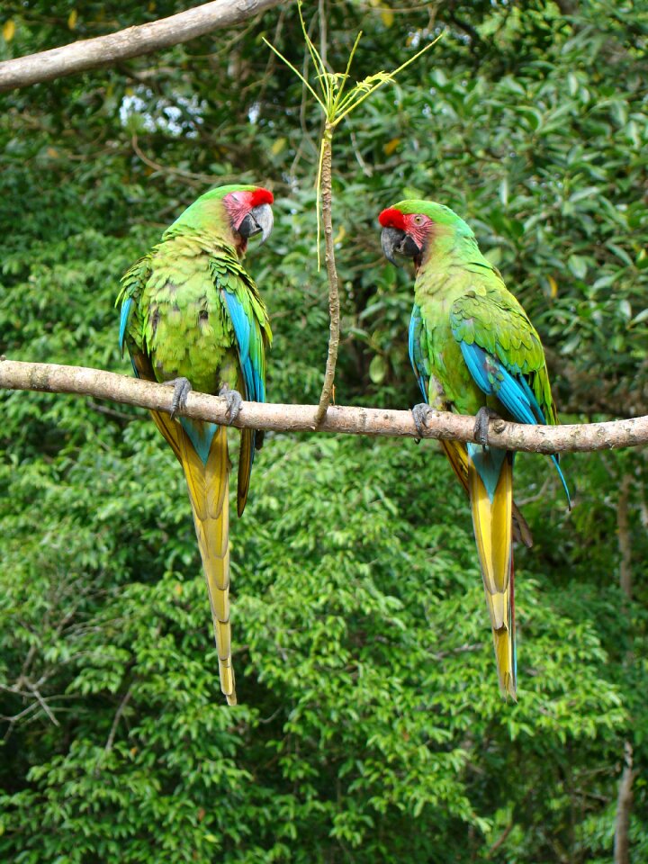 Lorikeets tingo maria jungle