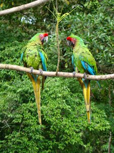 Lorikeets tingo maria jungle