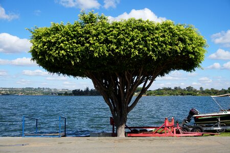 Tree nature lake photo