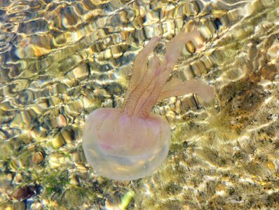 Jellyfish sea animal marine life photo