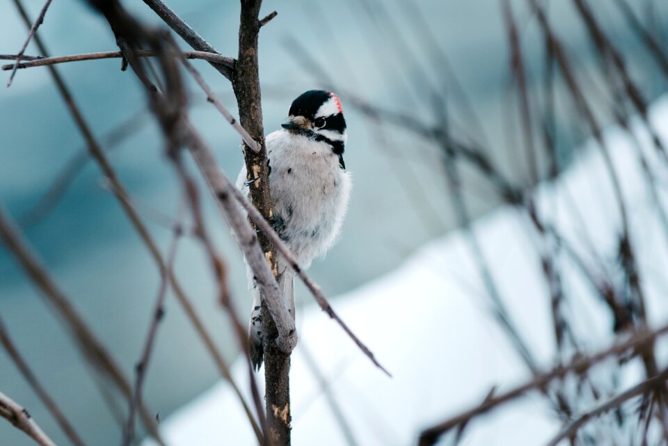 Spring small songbird