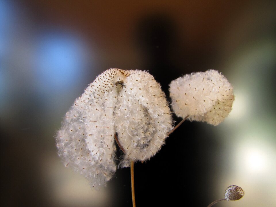 Seeds was japan anemone background image