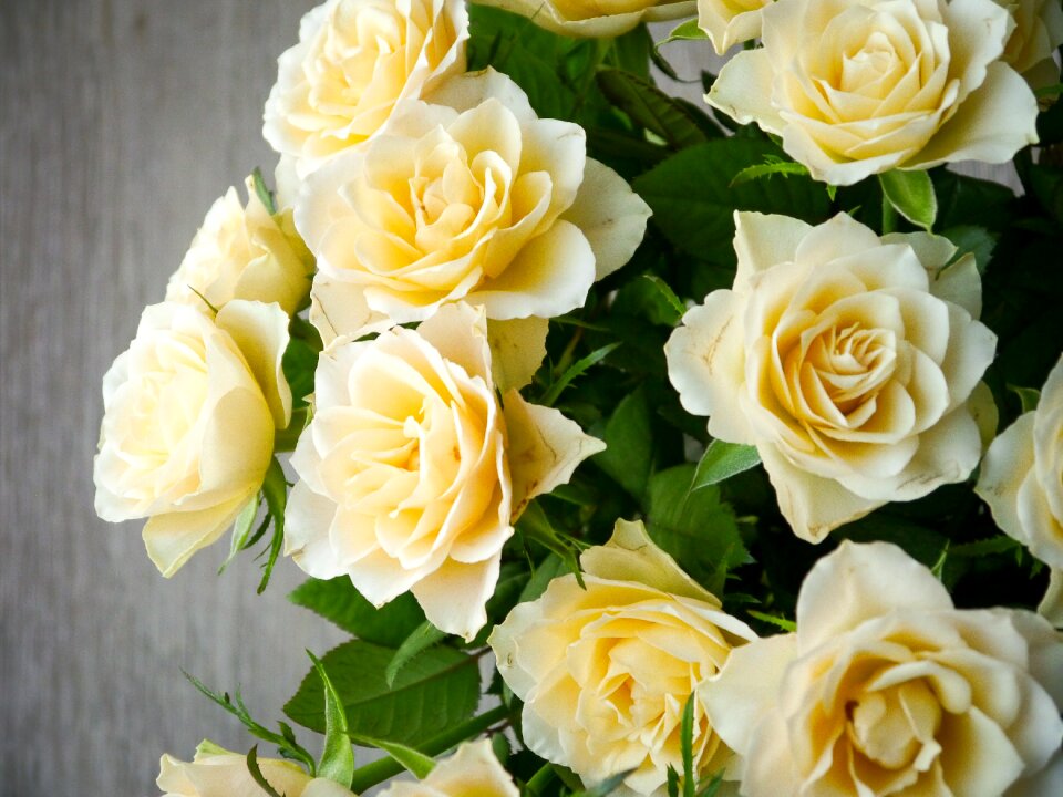 White yellow top view