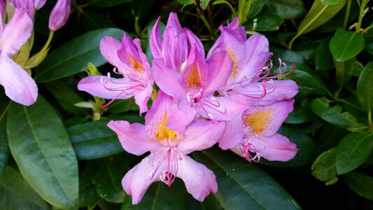 Garden plant floral