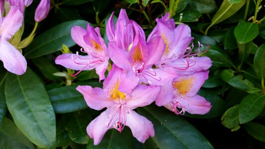 Garden plant floral photo