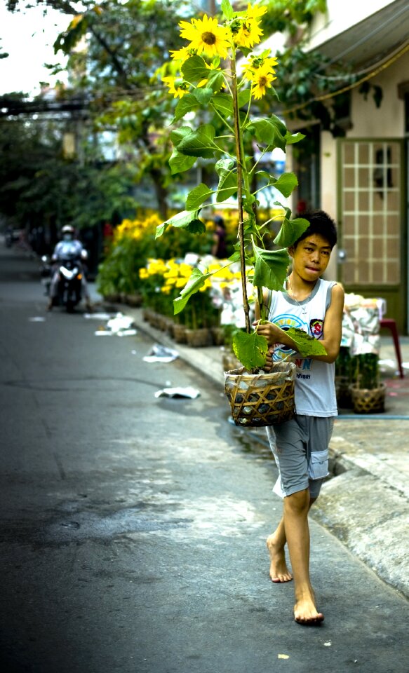 New year flower vietnam