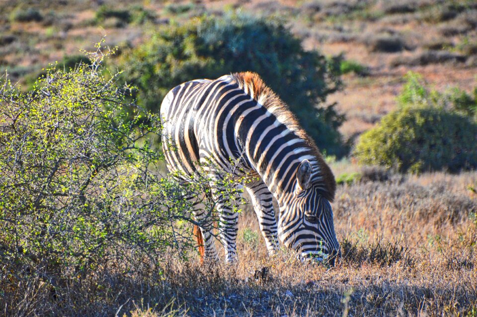 Nature safari shrubs