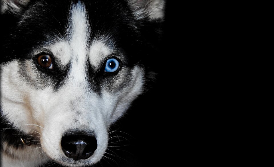 Animal breed portrait