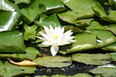 Aquatic plant white water lily water lily