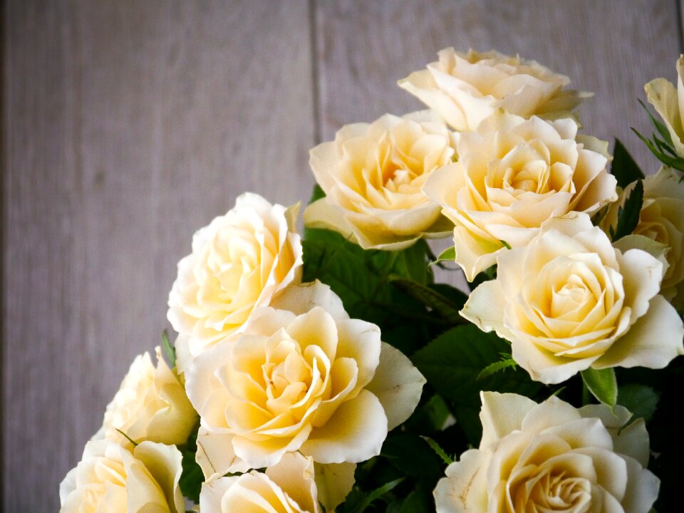 White yellow top view