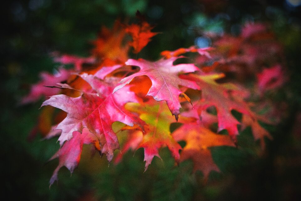 Nature pink autumn colours