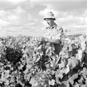 Tot landarbeider omgeschoolde diplomaat aan het werk in de wijngaard van de kibb, Bestanddeelnr 255-0651 photo