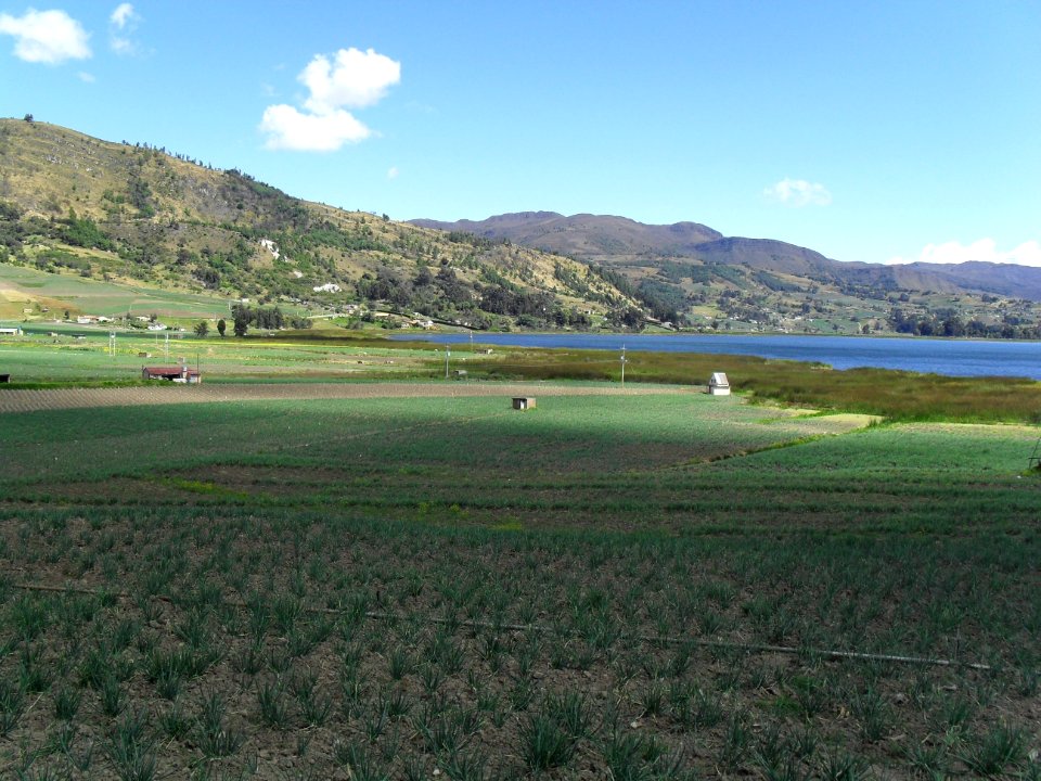 Tota Lake Onion 3