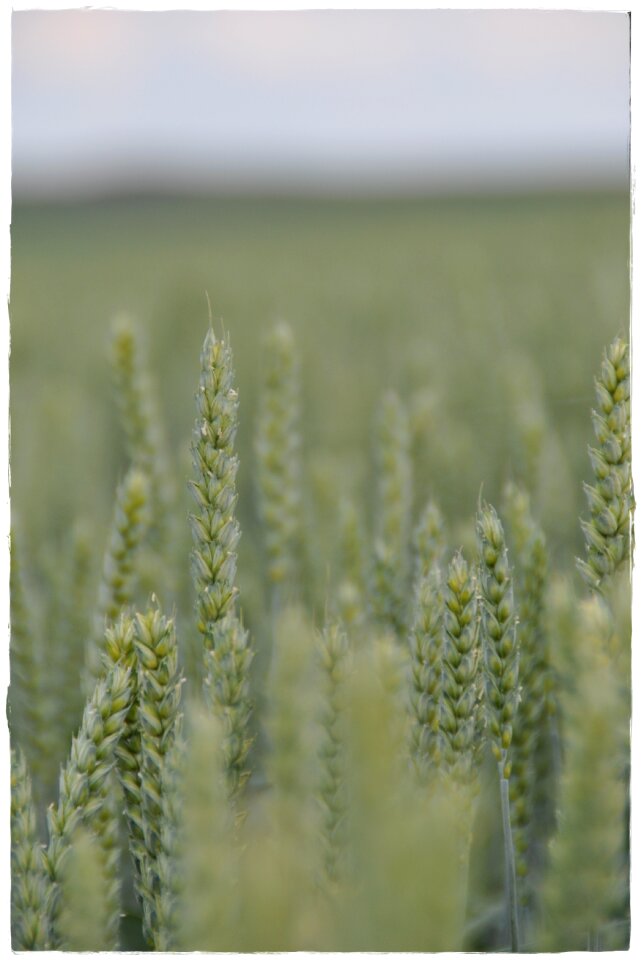 Grain summer harvest