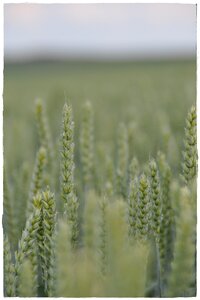 Grain summer harvest