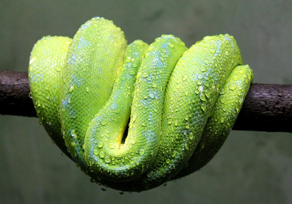 Wildlife reptile green snake
