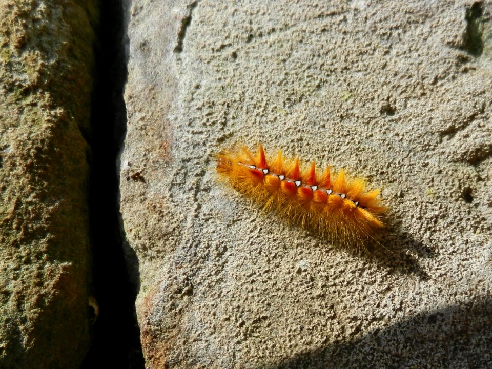 Caterpillar maple moth colorful