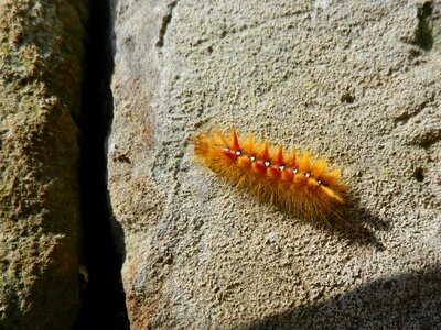 Caterpillar maple moth colorful