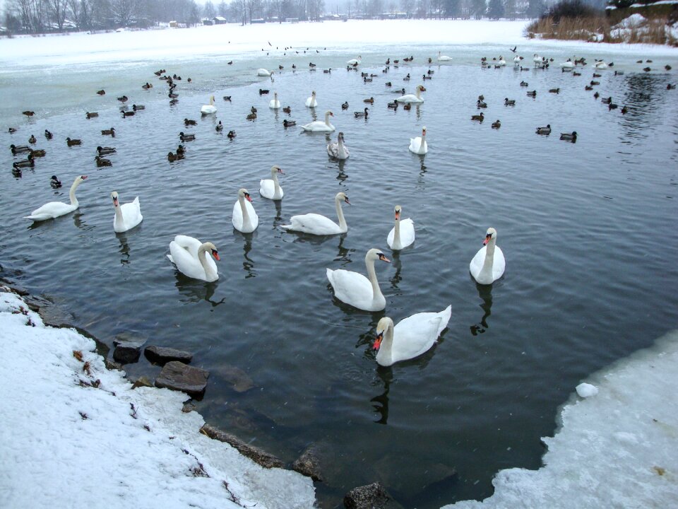 Lake winter waldviertel