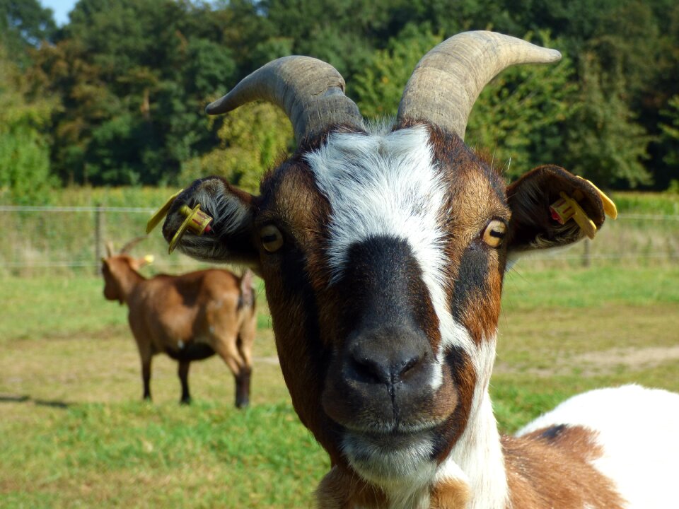 Livestock billy goat goat's head