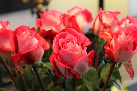 Pink roses roses flowers