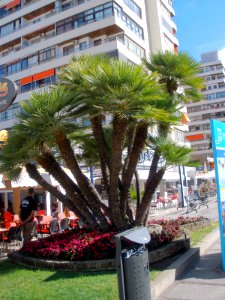 Torremolinos - Plaza de la Nogalera 04