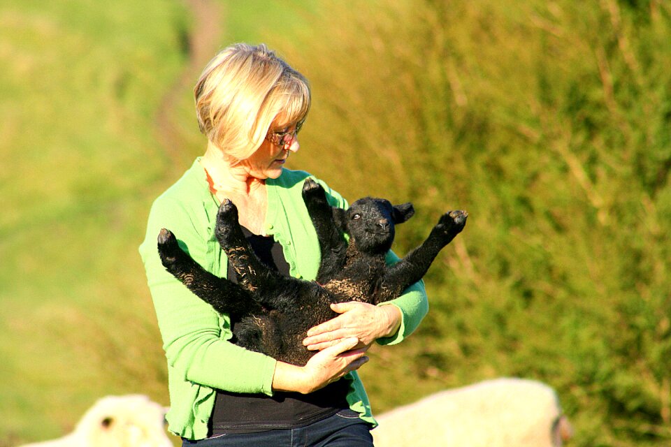 Lamb lifestyle outdoor