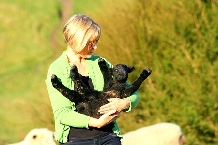 Lamb lifestyle outdoor
