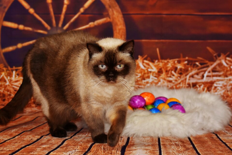 Fur animal world easter